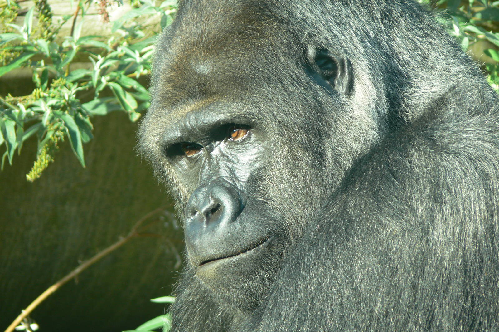Western Lowland Gorilla at Blackpool Zoo, 27/09/14