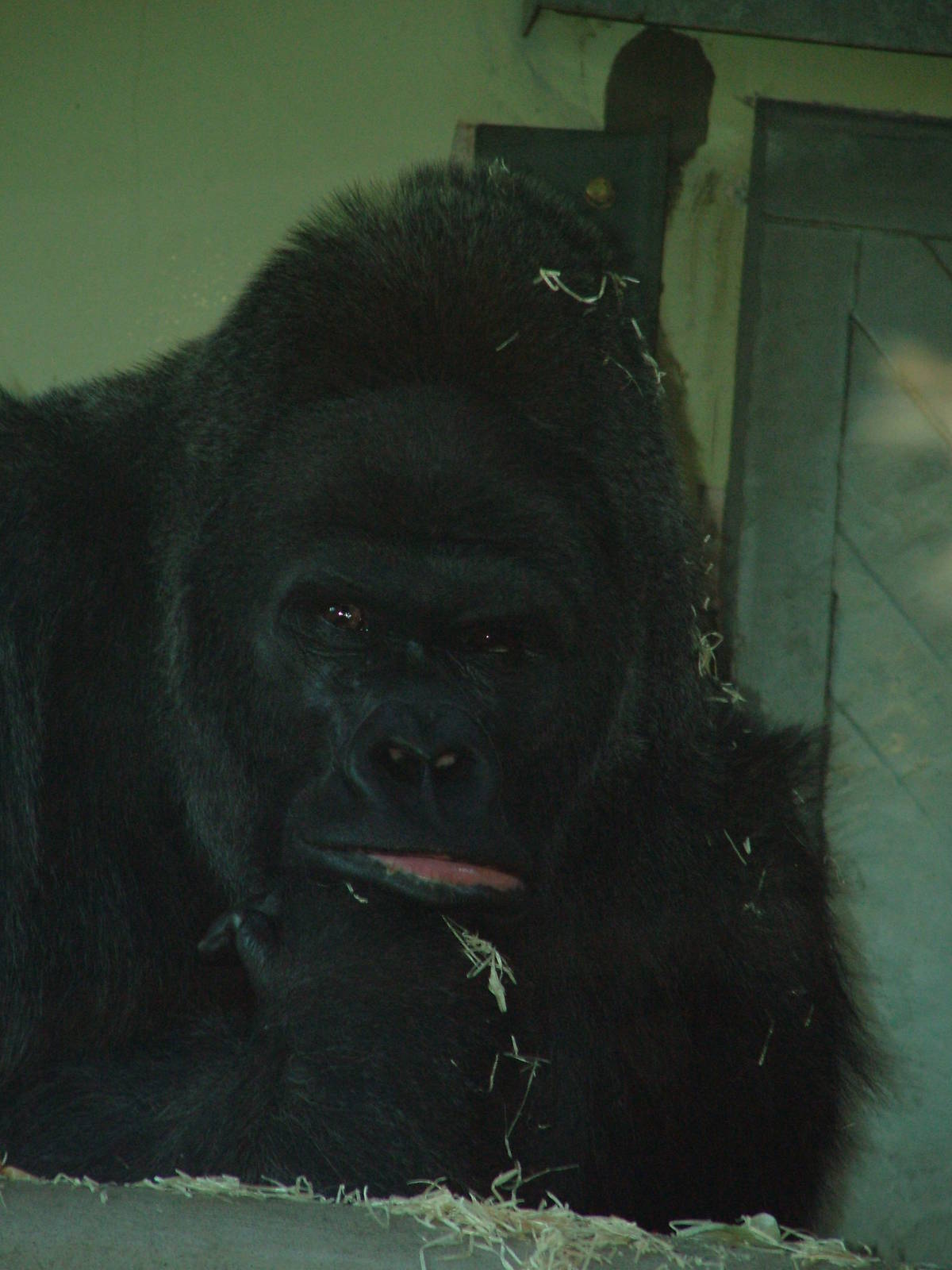 Western Lowland Gorilla at Bristol 19/12/09