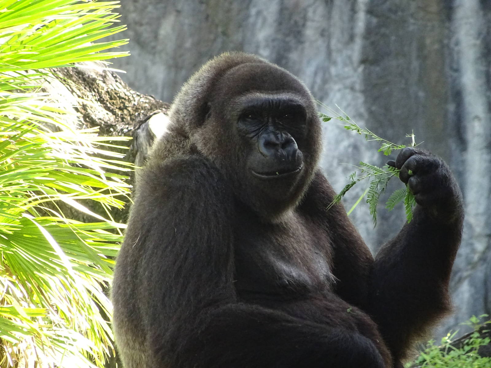 Western Lowland Gorilla at Busch Gardens Tampa