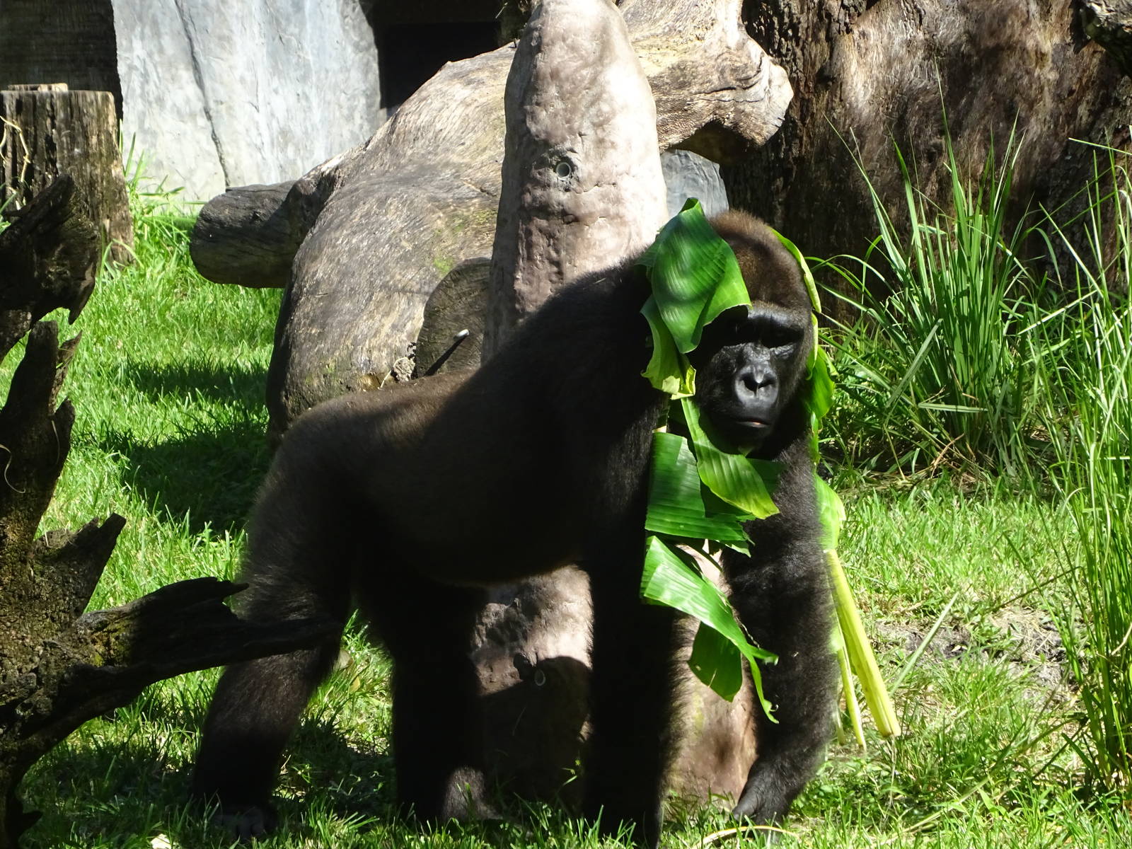 Western Lowland Gorilla at Busch Gardens Tampa