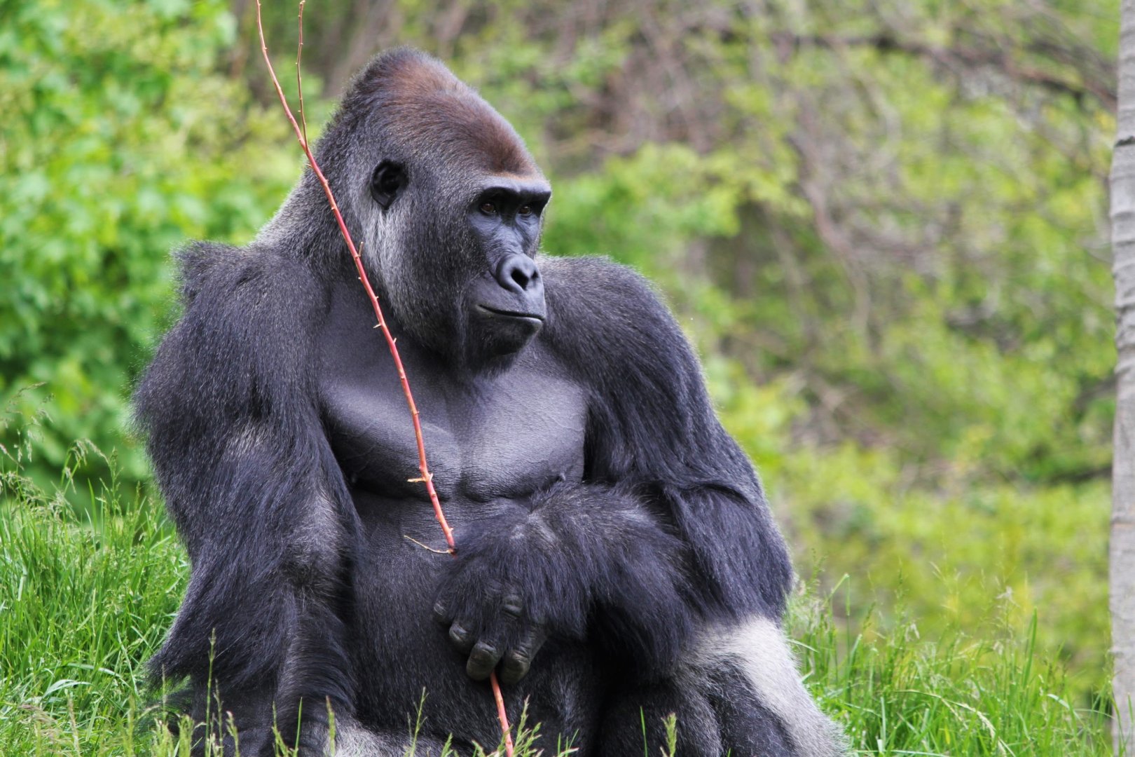 Western Lowland Gorilla at Detroit Zoo