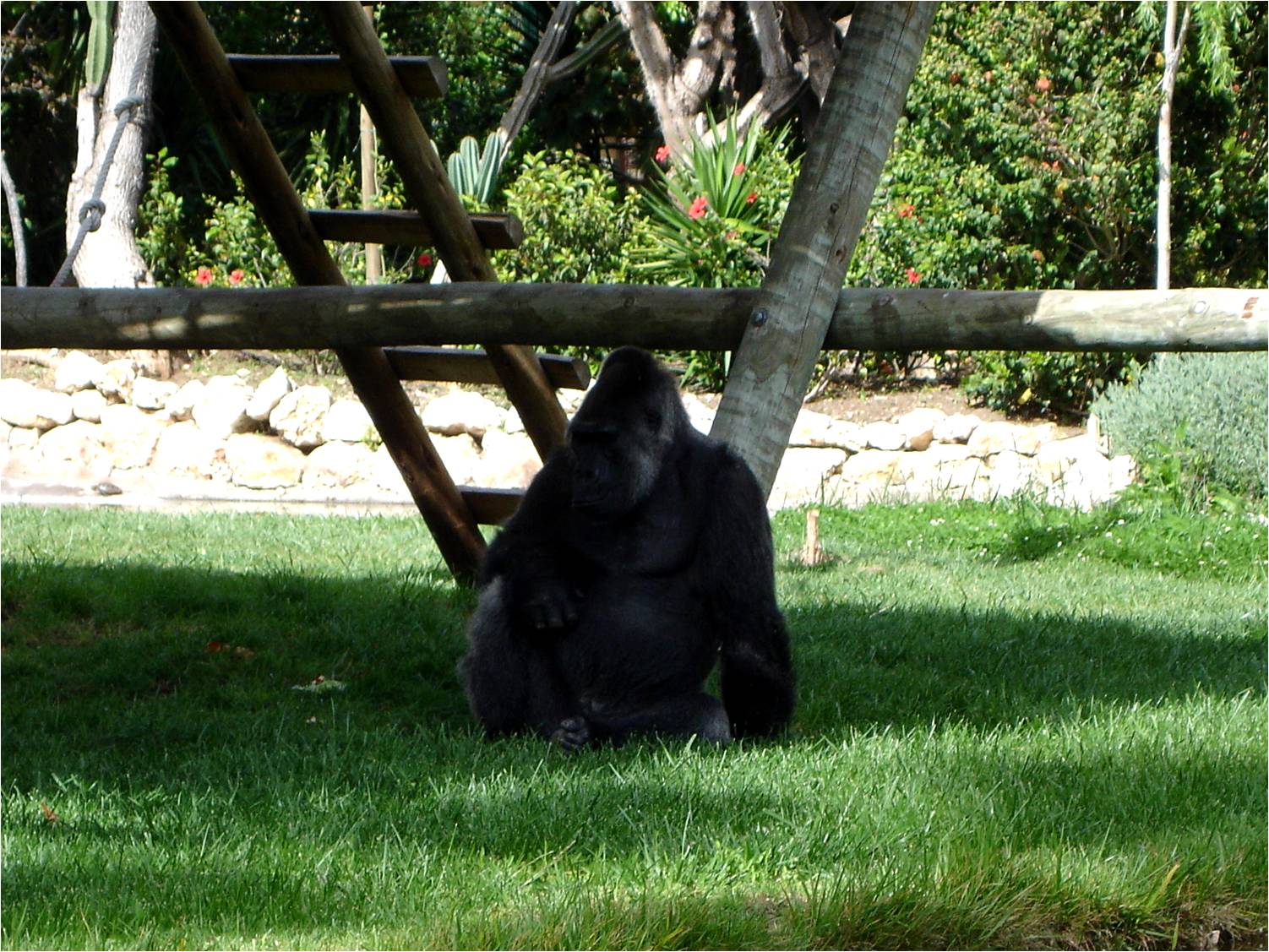 Western Lowland Gorilla at Jardim Zoológico de Lisboa, 13/04/08