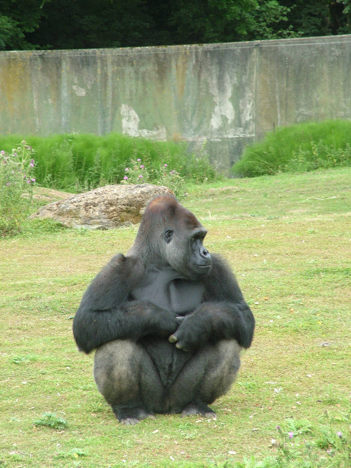 Western Lowland Gorilla at Port Lympne, 01/08/10