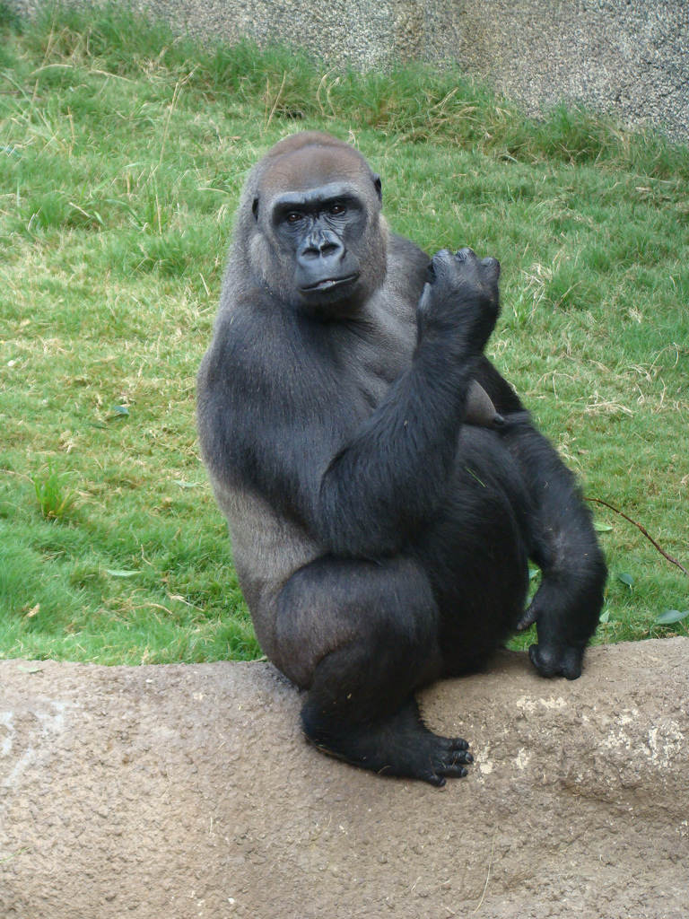 Western Lowland Gorilla at the Los Angeles Zoo