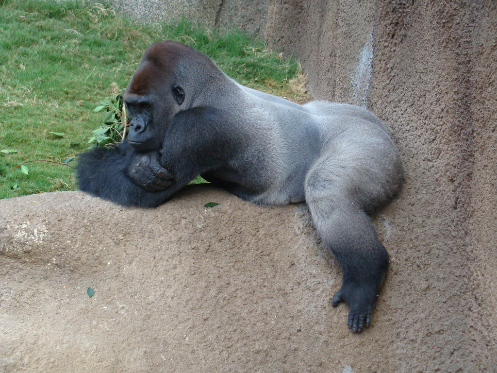 Western Lowland Gorilla at the Los Angeles Zoo