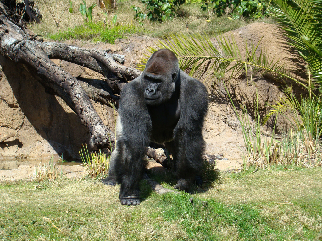 Western Lowland Gorilla at the Los Angeles Zoo