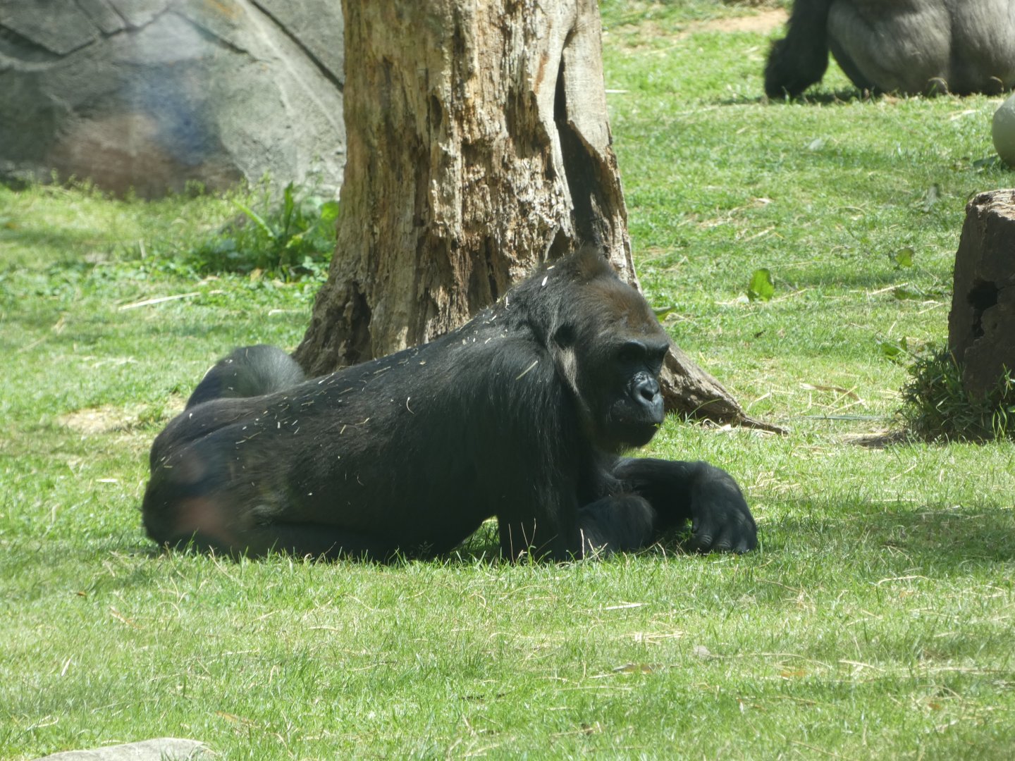 Western Lowland Gorilla at the North Carolina Zoo