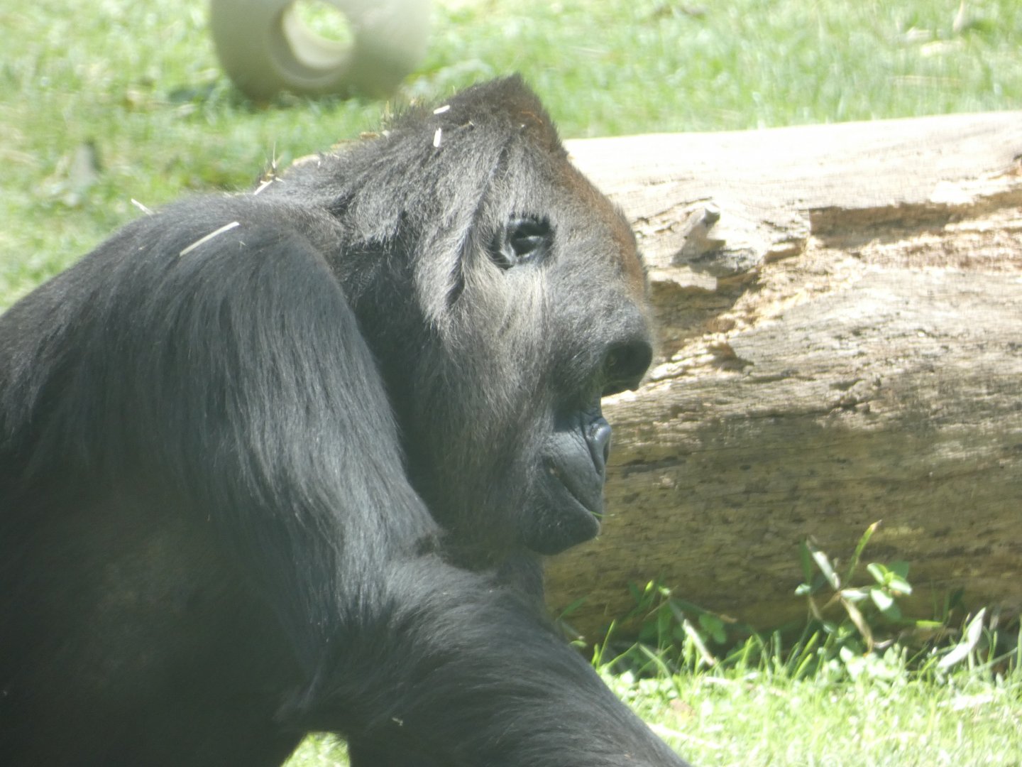 Western Lowland Gorilla at the North Carolina Zoo