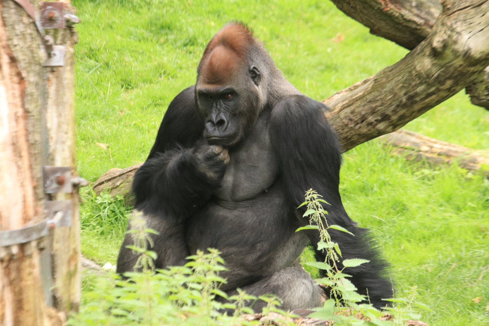 Western lowland gorilla (August 2019)