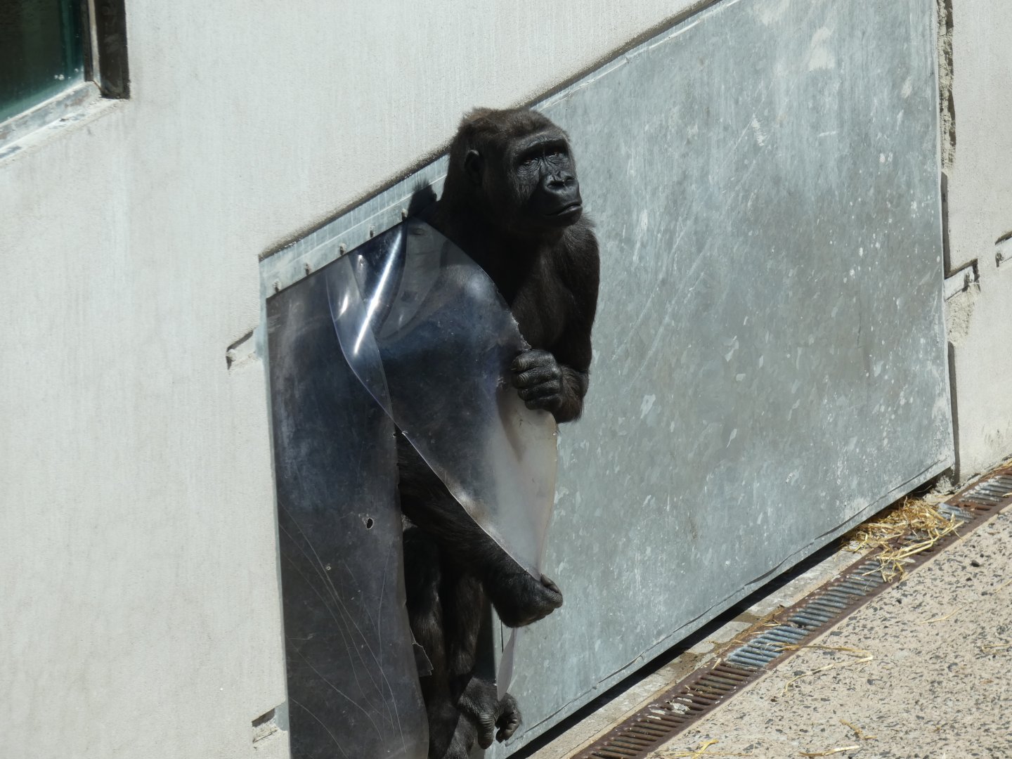 Western lowland gorilla, Baaku