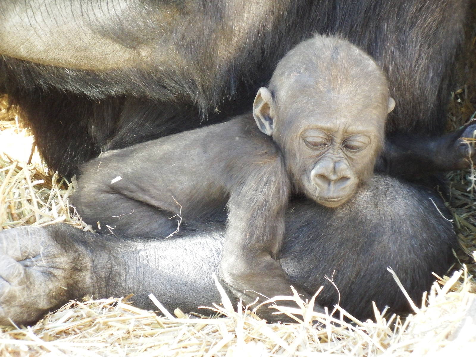 Western Lowland Gorilla Baby Kimani