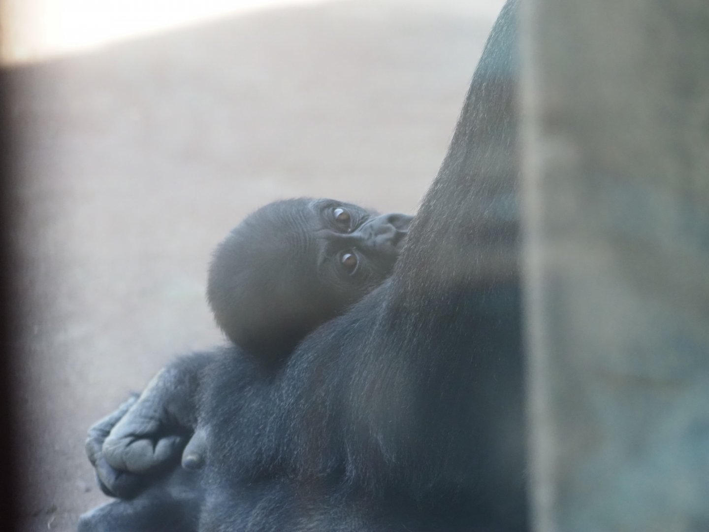 Western Lowland Gorilla Baby "Motema" and Mother "Bandia"
