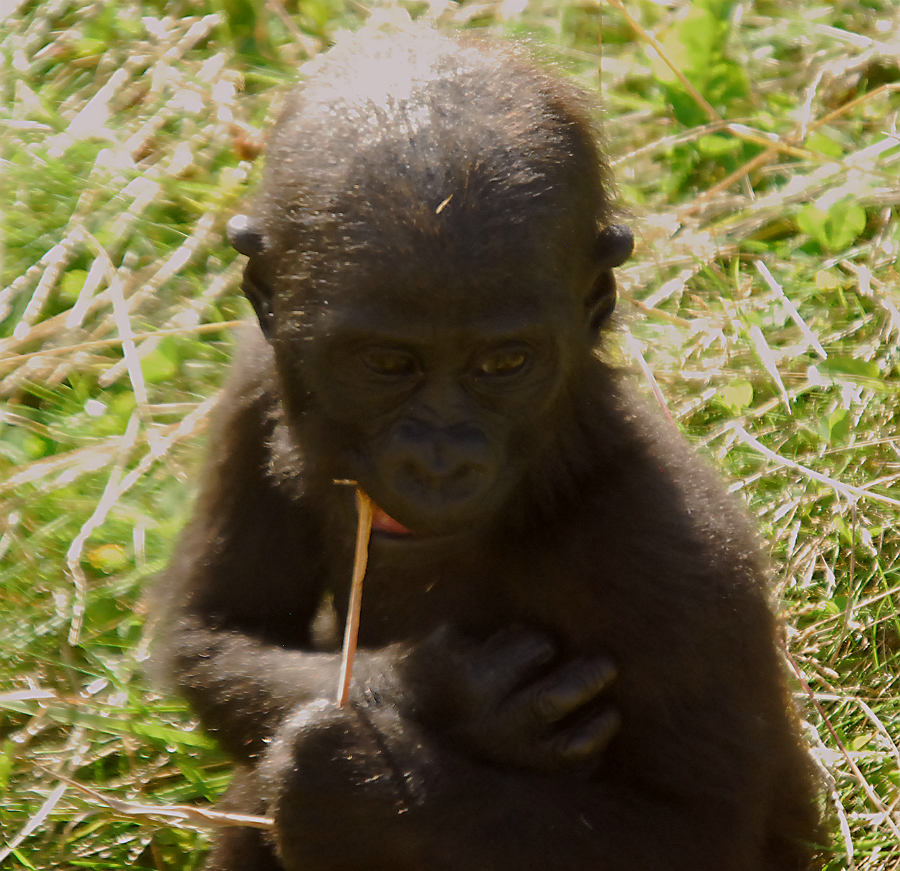 WESTERN LOWLAND GORILLA BABY