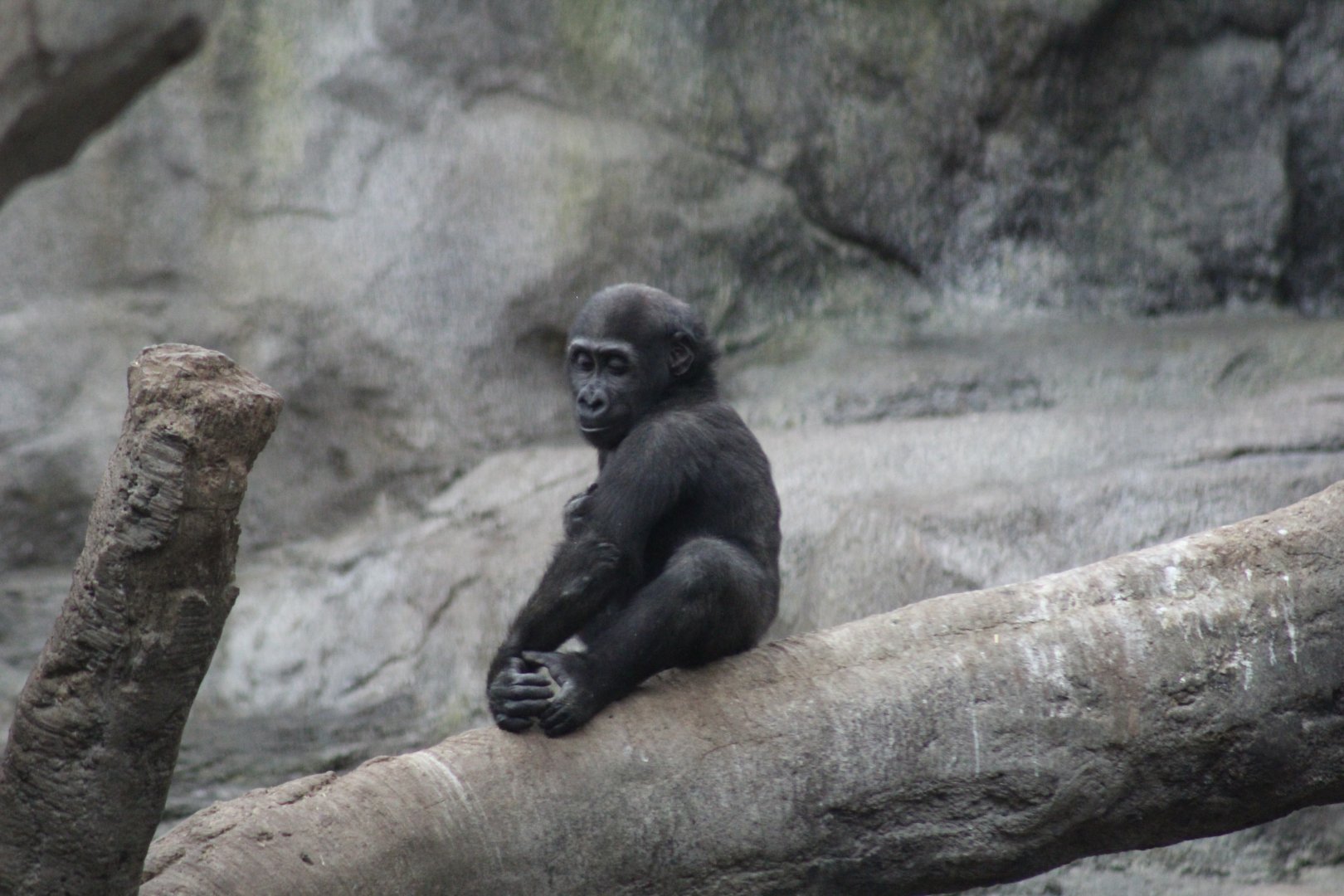Western Lowland Gorilla Baby