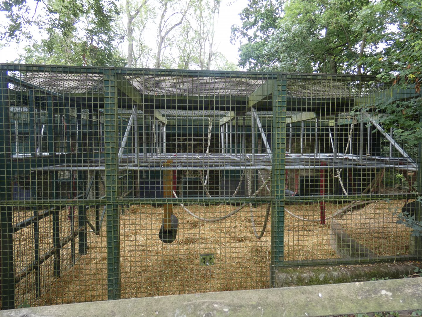 Western Lowland Gorilla bachelor enclosure (3)