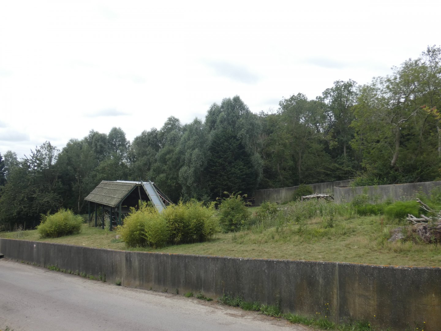 Western Lowland Gorilla bachelor enclosure