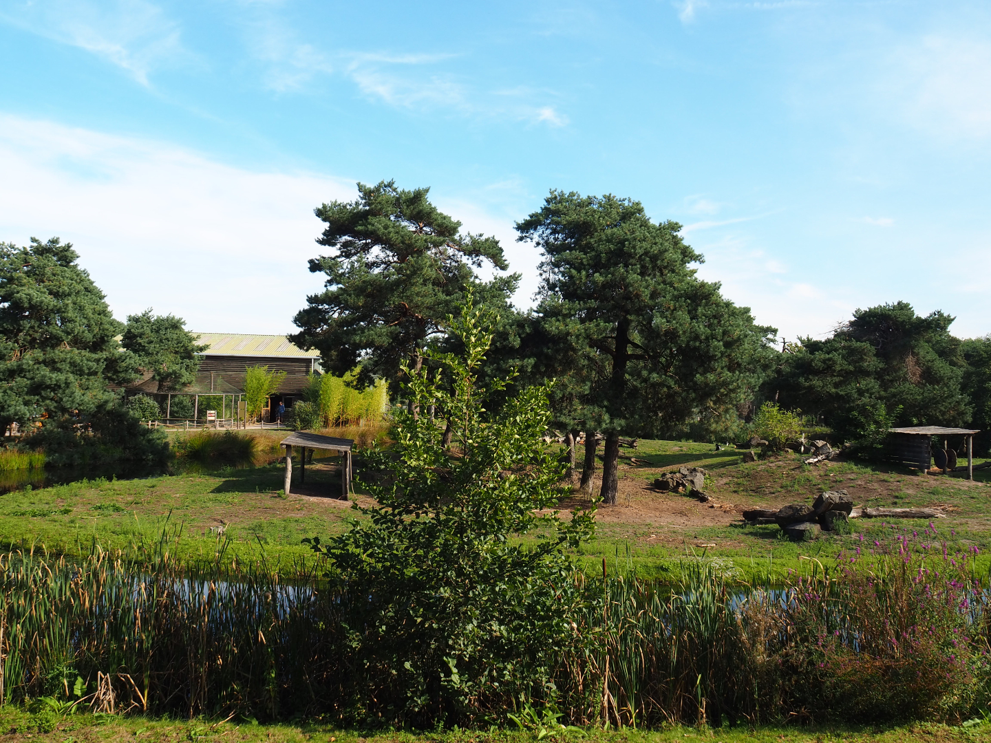 Western lowland gorilla bachelor group and Mantled colobus island, 2019-09-15