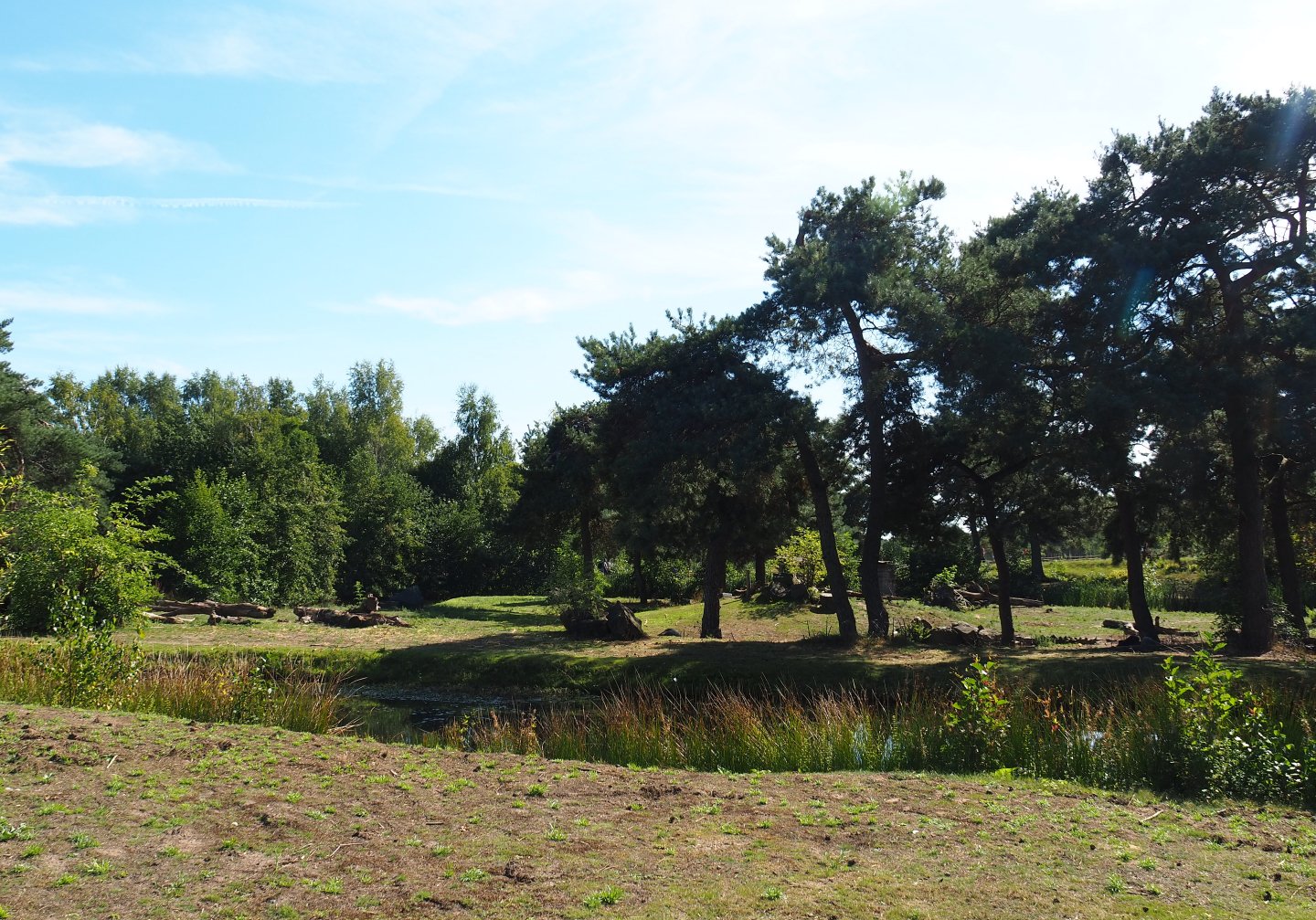 Western lowland gorilla bachelor group and Mantled colobus island, 2019-09-15