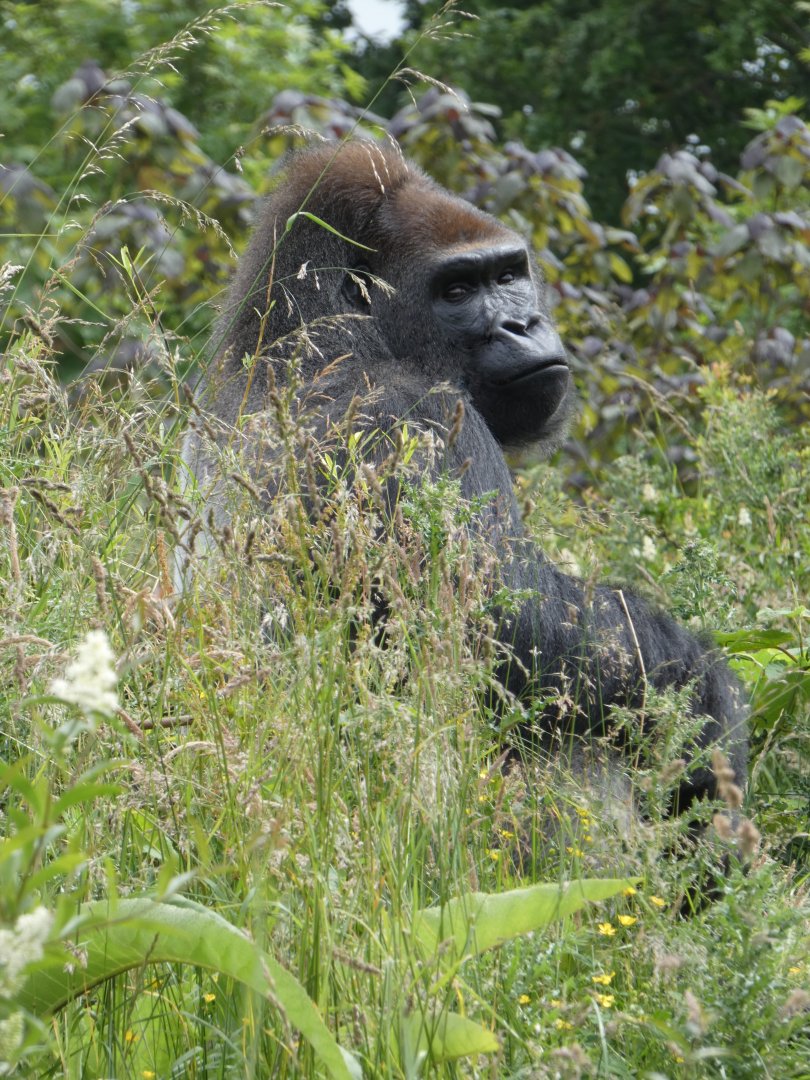 Western lowland gorilla, Bangui