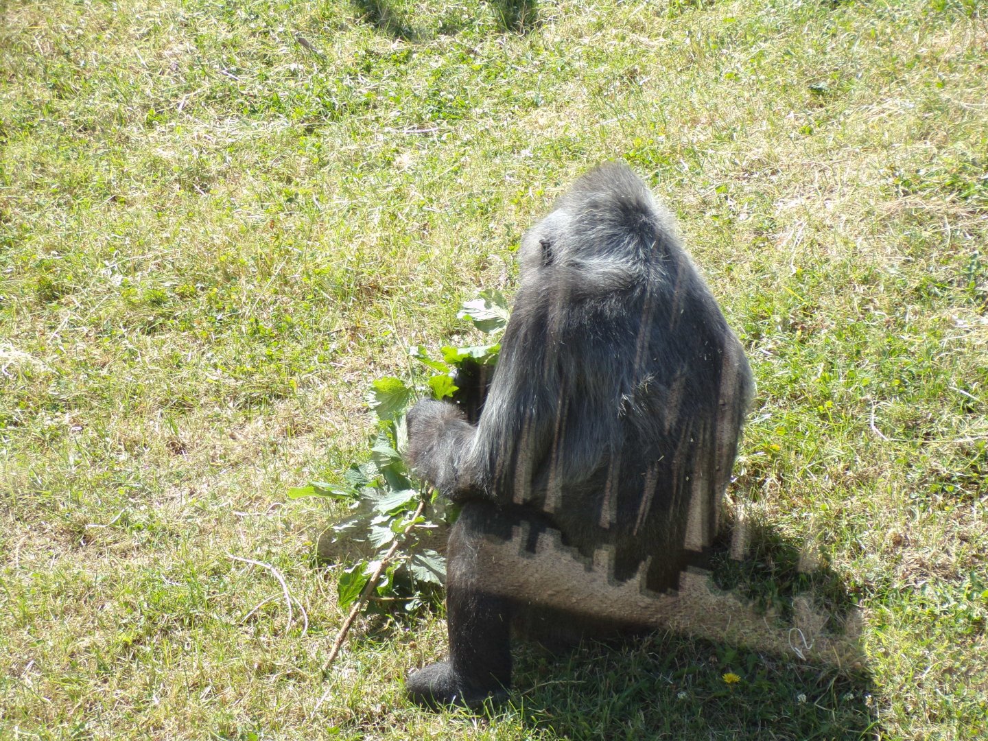 Western lowland gorilla “Biddy” 7.7.24