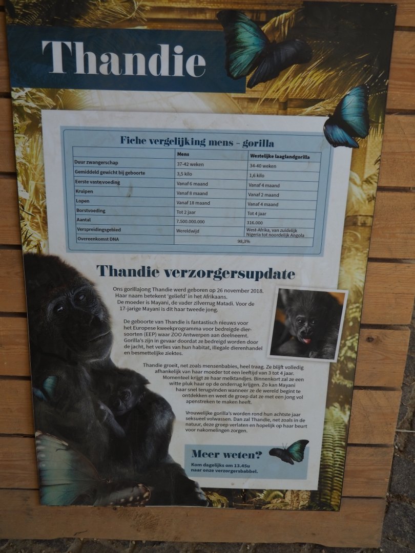 Western lowland gorilla birth information sign, 2019-04-20