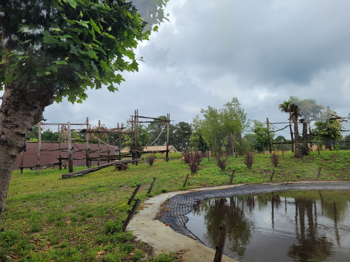 Western lowland gorilla, Black crested mangabey and Red-tailed moustached monkey exhibit -Zoo du bassin d'Arcachon (2024)