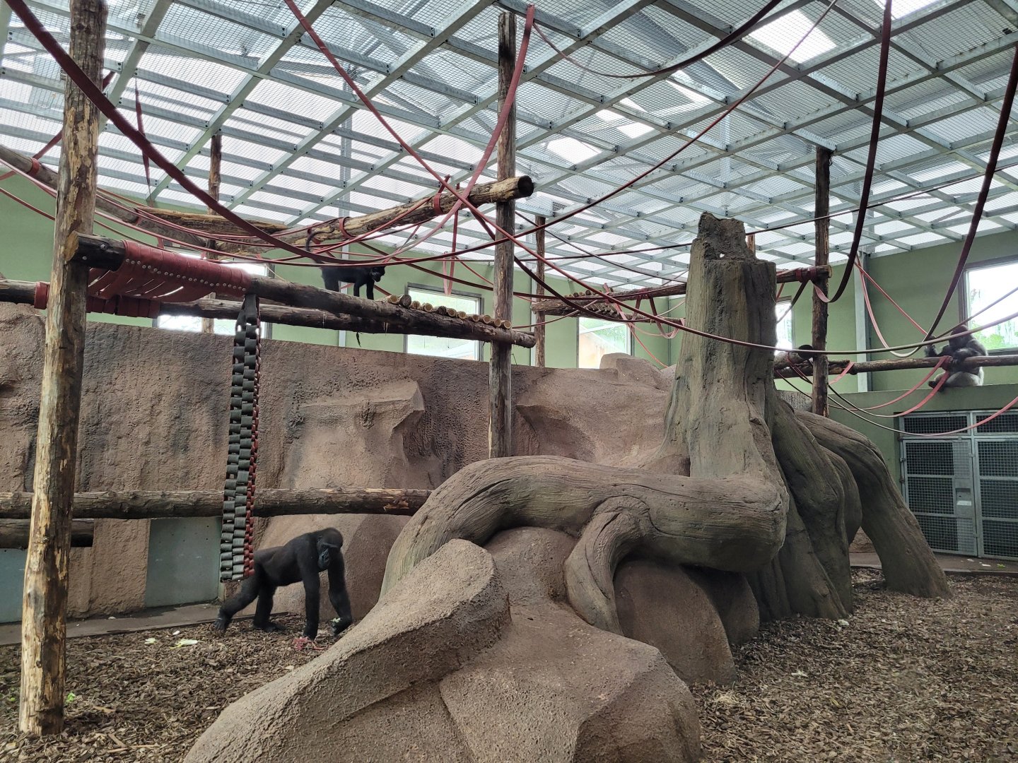 Western lowland gorilla, Black crested mangabey and Red-tailed moustached monkey indoors exhibit -Zoo du bassin d'Arcachon (2024)