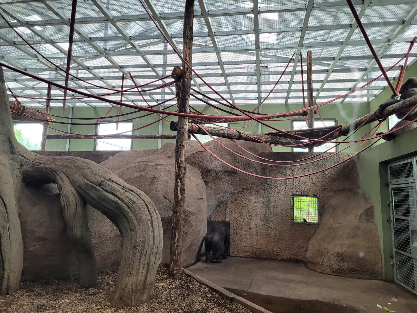 Western lowland gorilla, Black crested mangabey and Red-tailed moustached monkey indoors exhibit -Zoo du bassin d'Arcachon (2024)