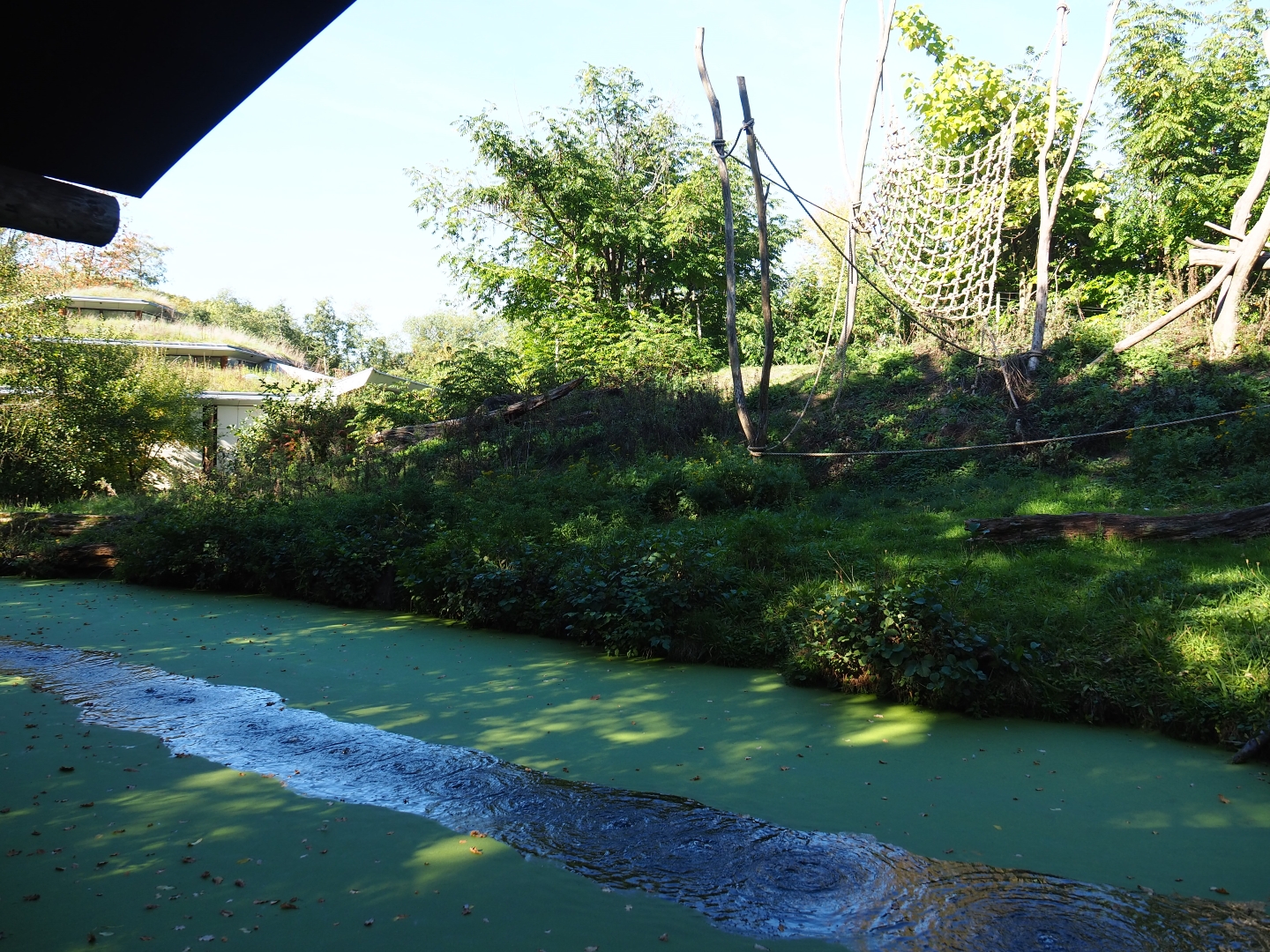 Western lowland gorilla - Black crested mangabey island and house (Oct 13th, 2018)