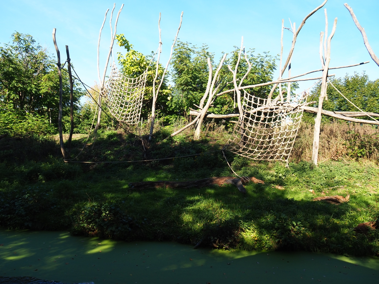 Western lowland gorilla - Black crested mangabey island (Oct 13th, 2018)