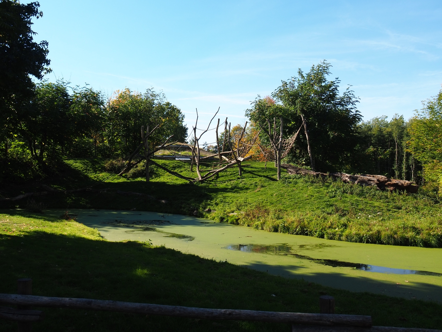 Western lowland gorilla - Black crested mangabey island (Oct 13th, 2018)
