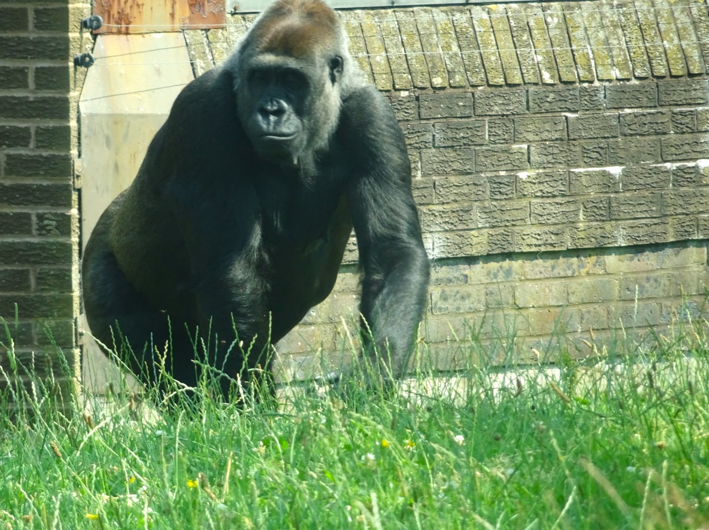 Western Lowland Gorilla  Blackpool Zoo 13 July 2025