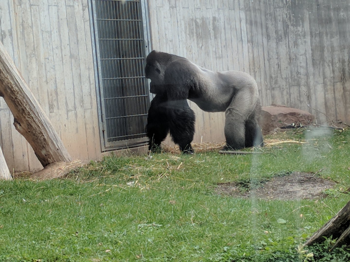 Western lowland Gorilla Bobo