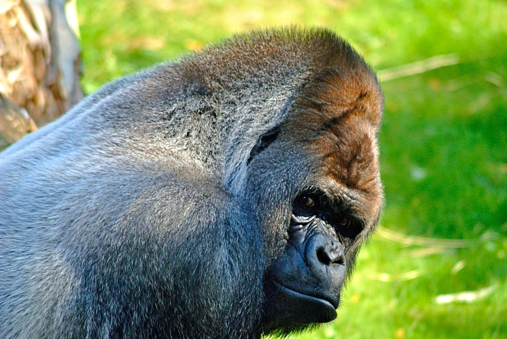 Western lowland gorilla Bokito