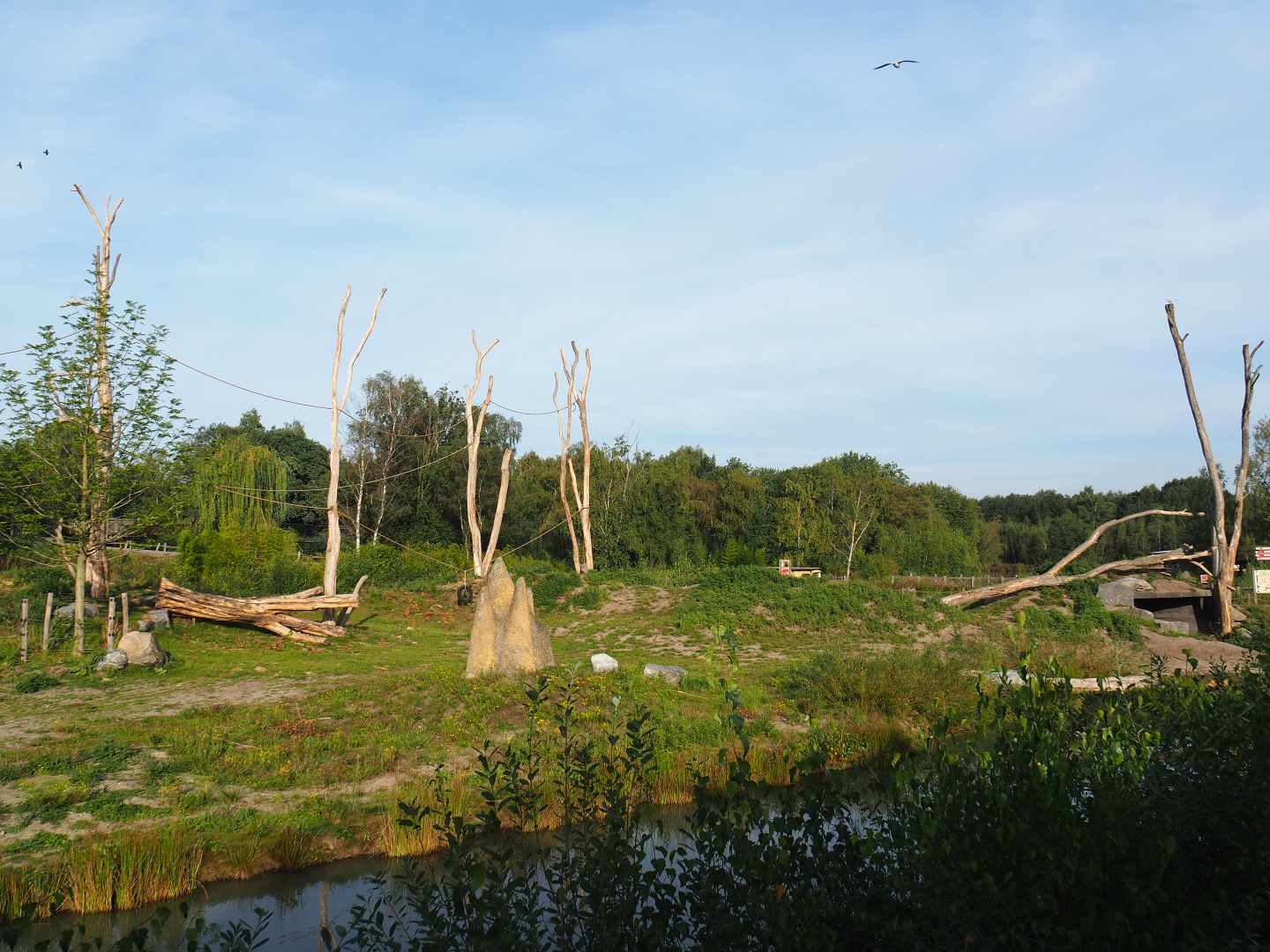 Western lowland gorilla breeding group and black-crested mangabey island, 2019-09-15