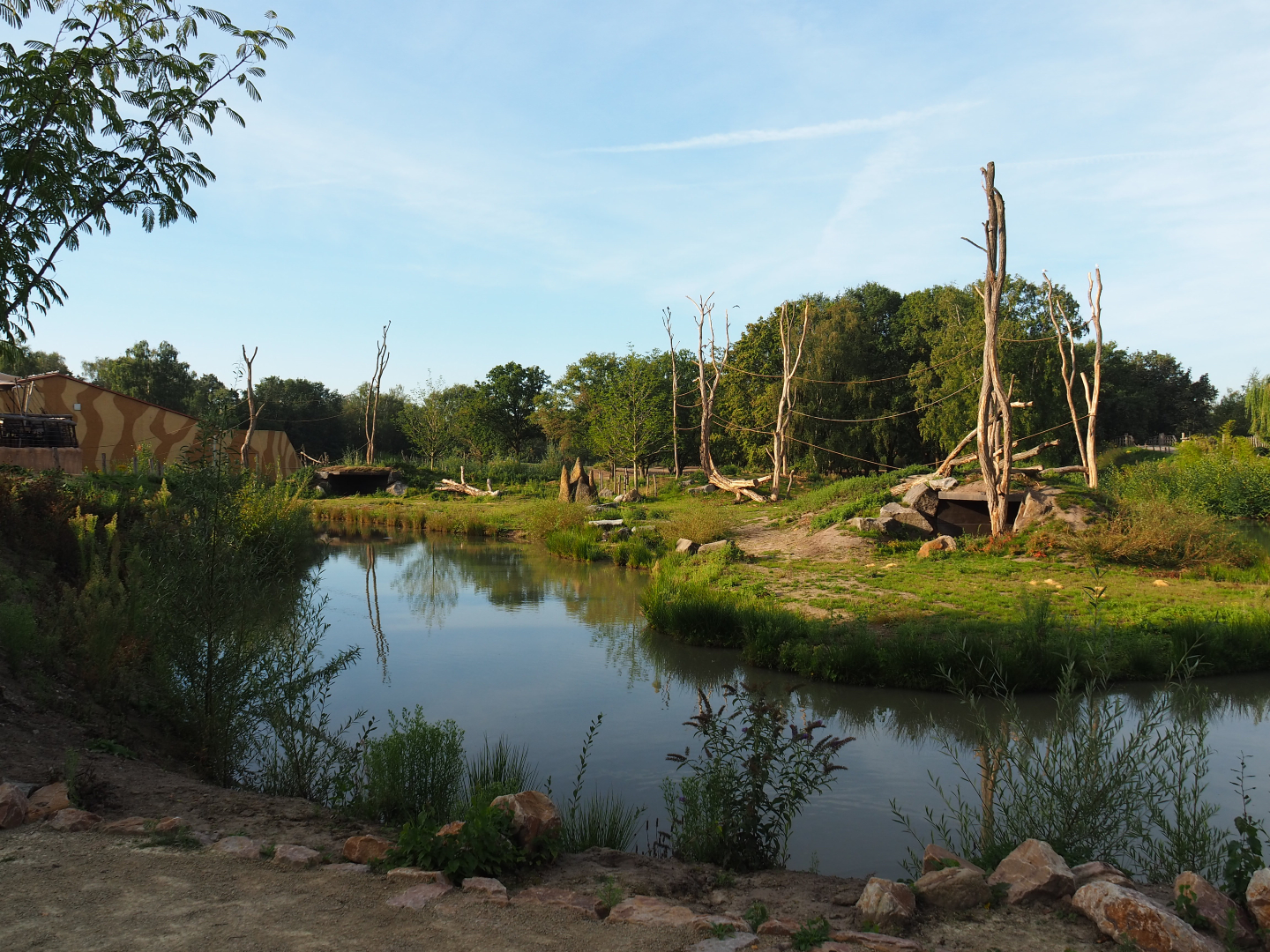 Western lowland gorilla breeding group and black-crested mangabey island, 2019-09-15