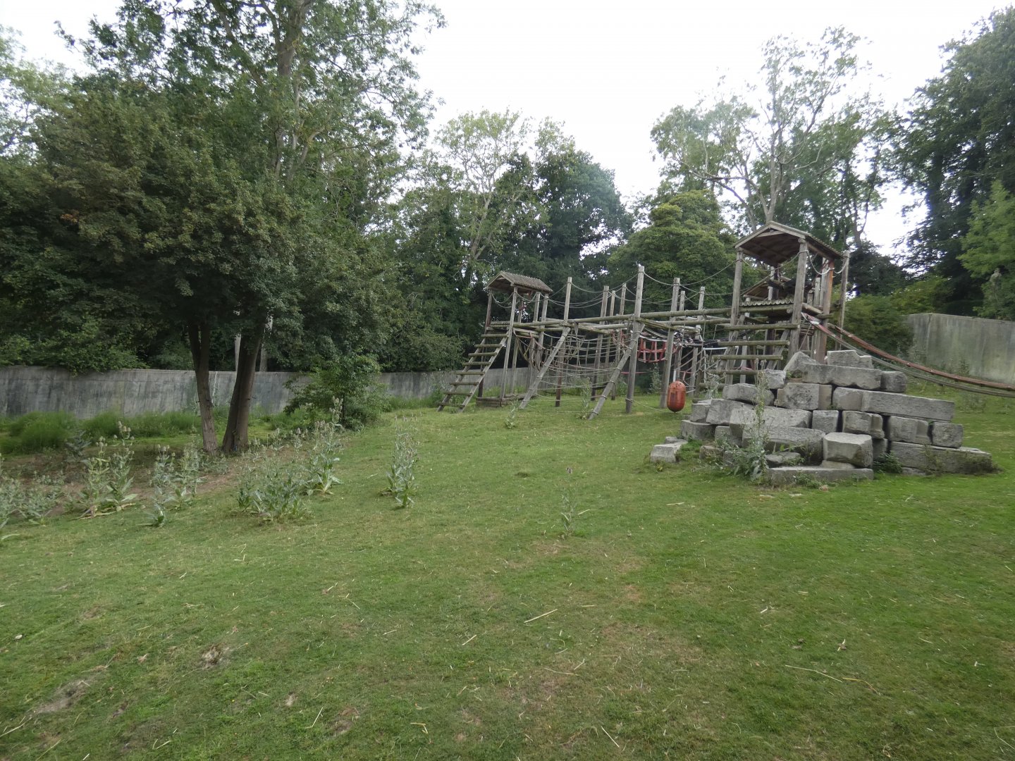 Western Lowland Gorilla breeding group outdoor enclosure (2)