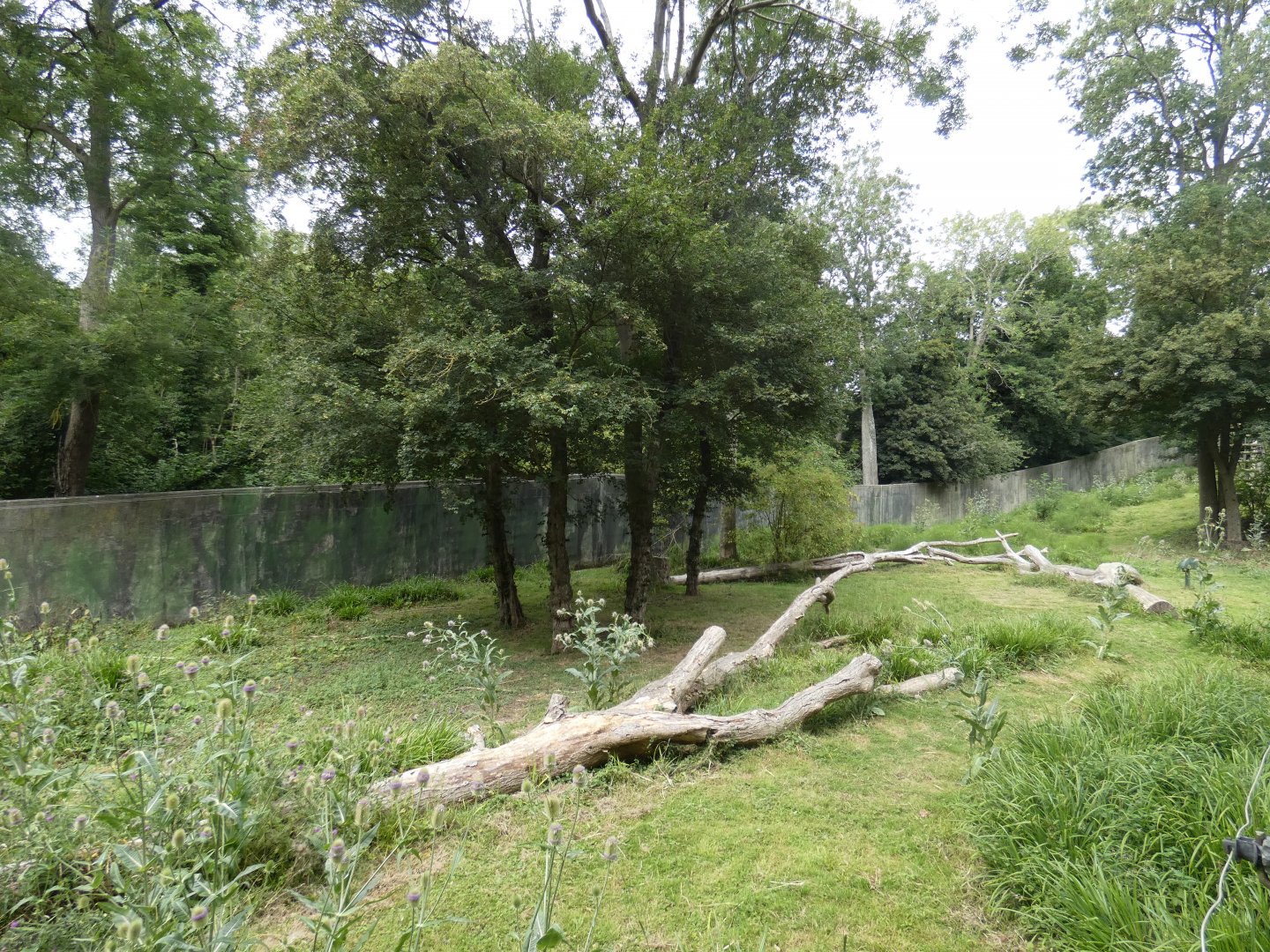 Western Lowland Gorilla breeding group outdoor enclosure