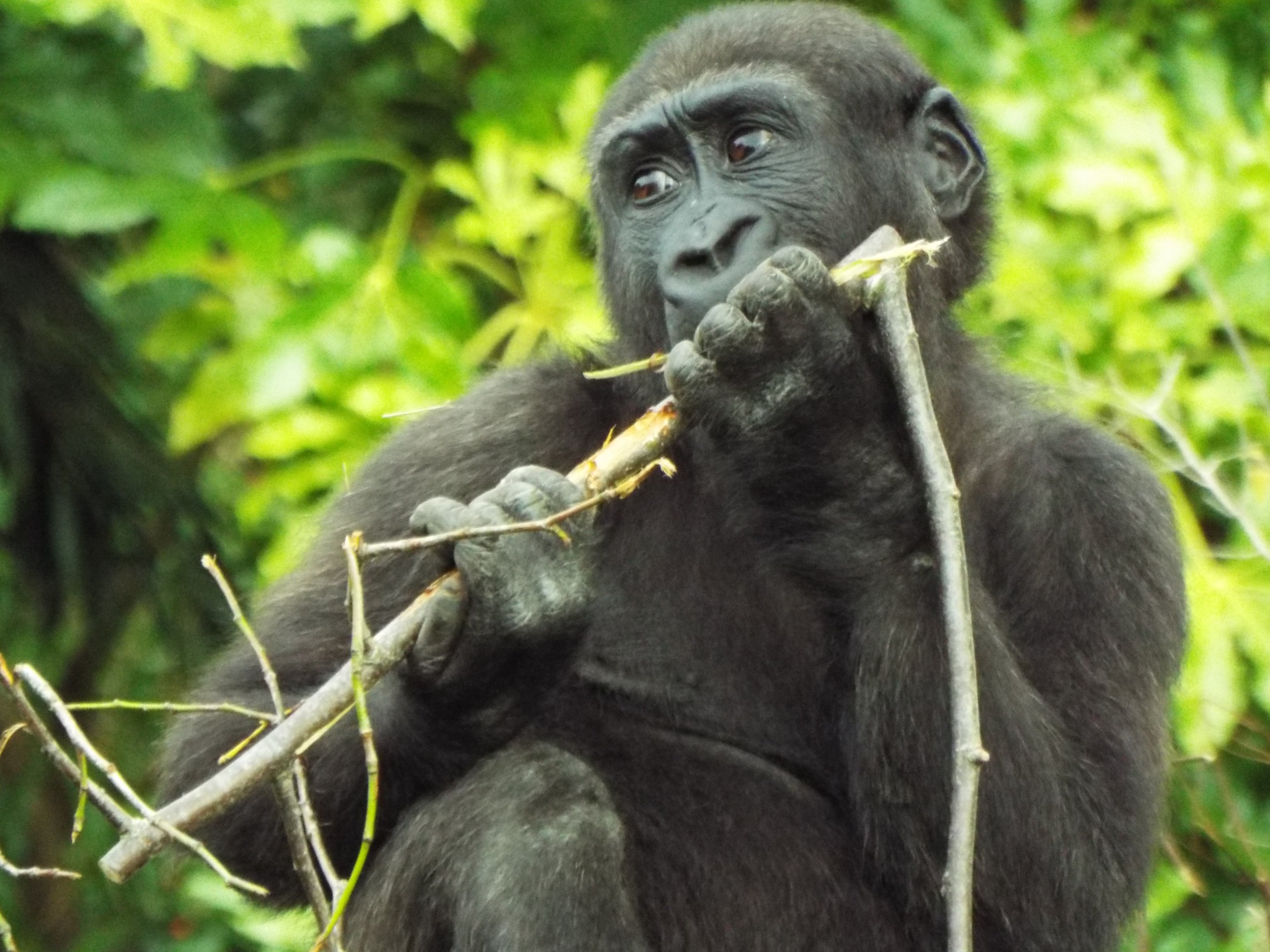 Western Lowland Gorilla Bristol Zoo