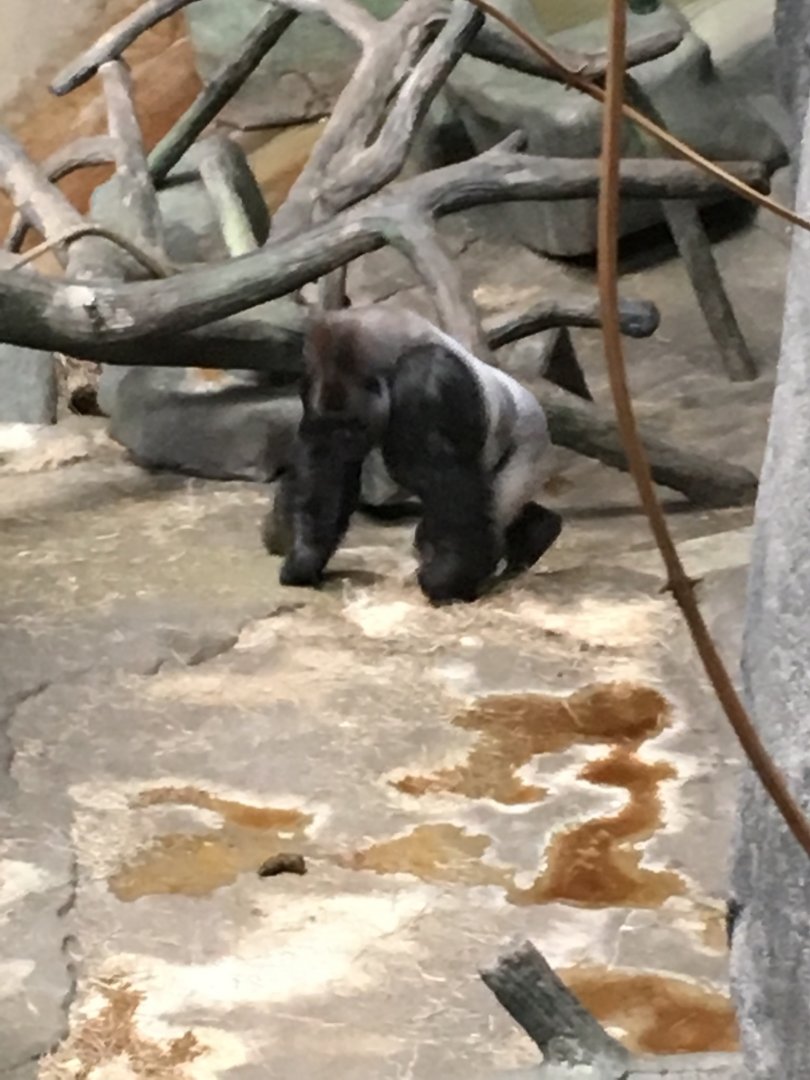 Western Lowland Gorilla | Brookfield Zoo
