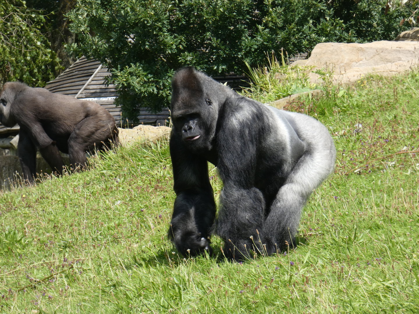 Western lowland gorilla 'Bukavu'