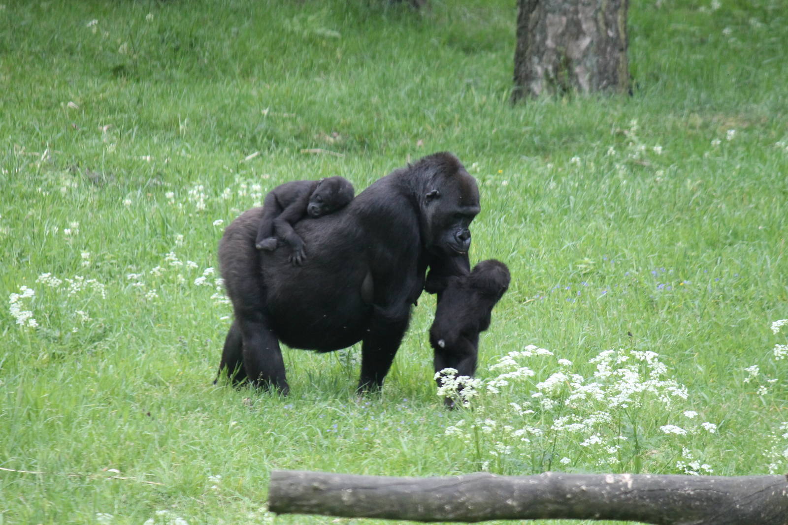Western lowland gorilla, Burgers' Zoo