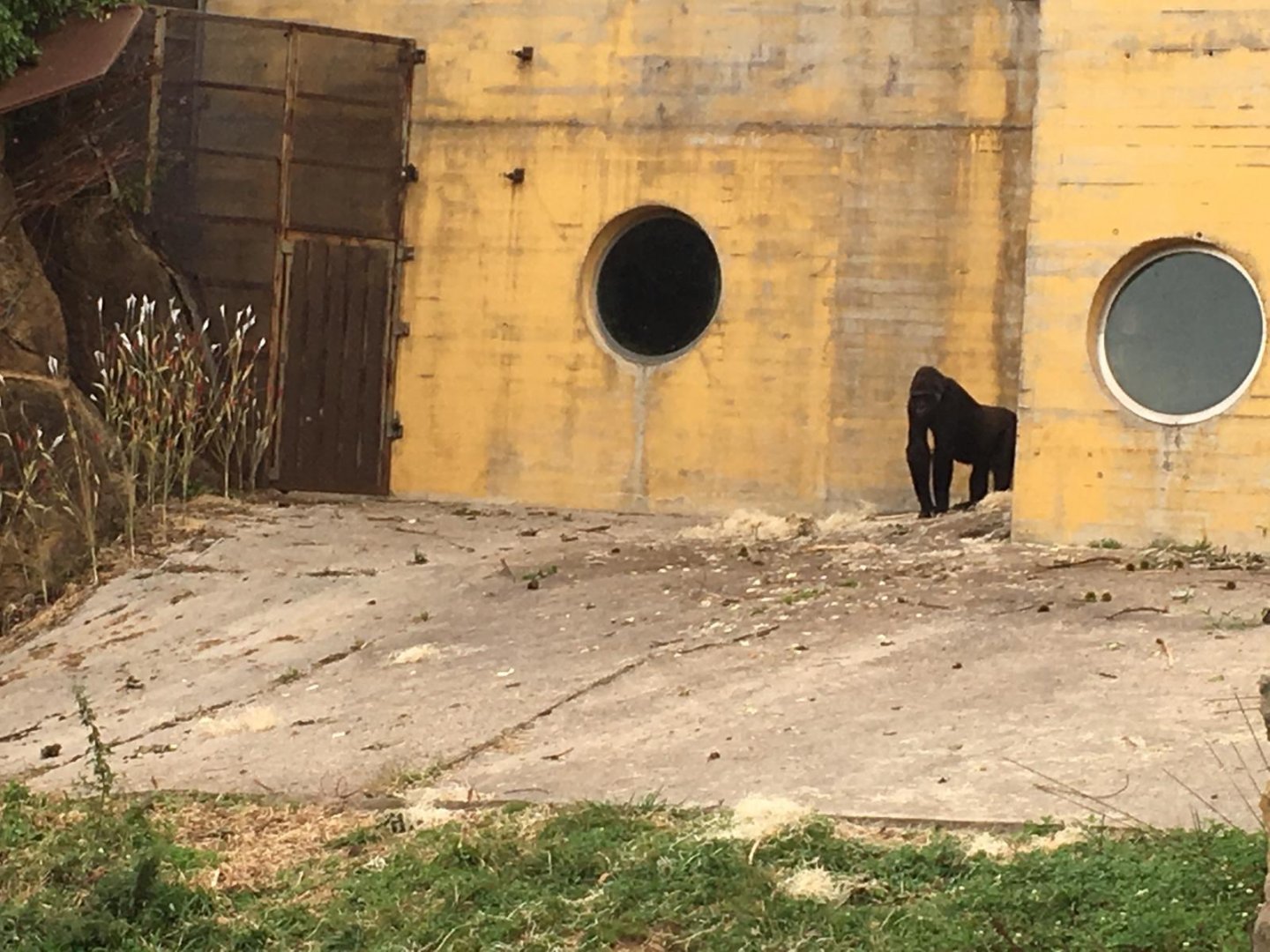 Western lowland gorilla-Cabarceno 2019