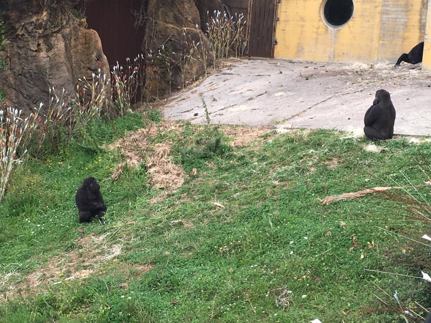 Western lowland gorilla-Cabarceno 2019
