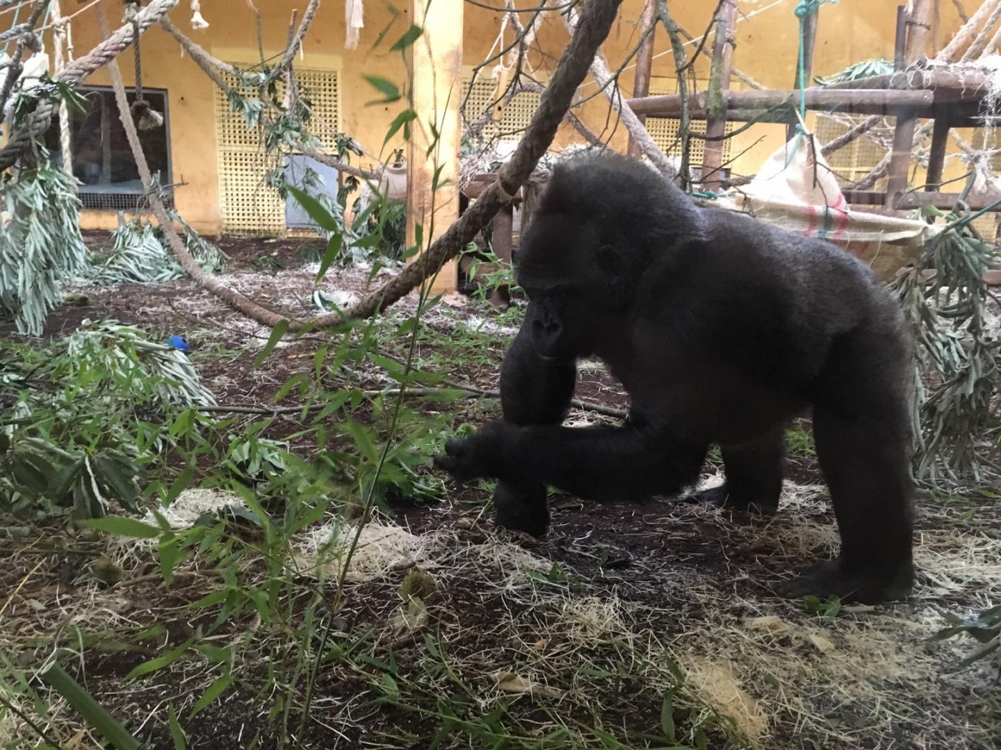 Western lowland gorilla-Cabarceno 2019