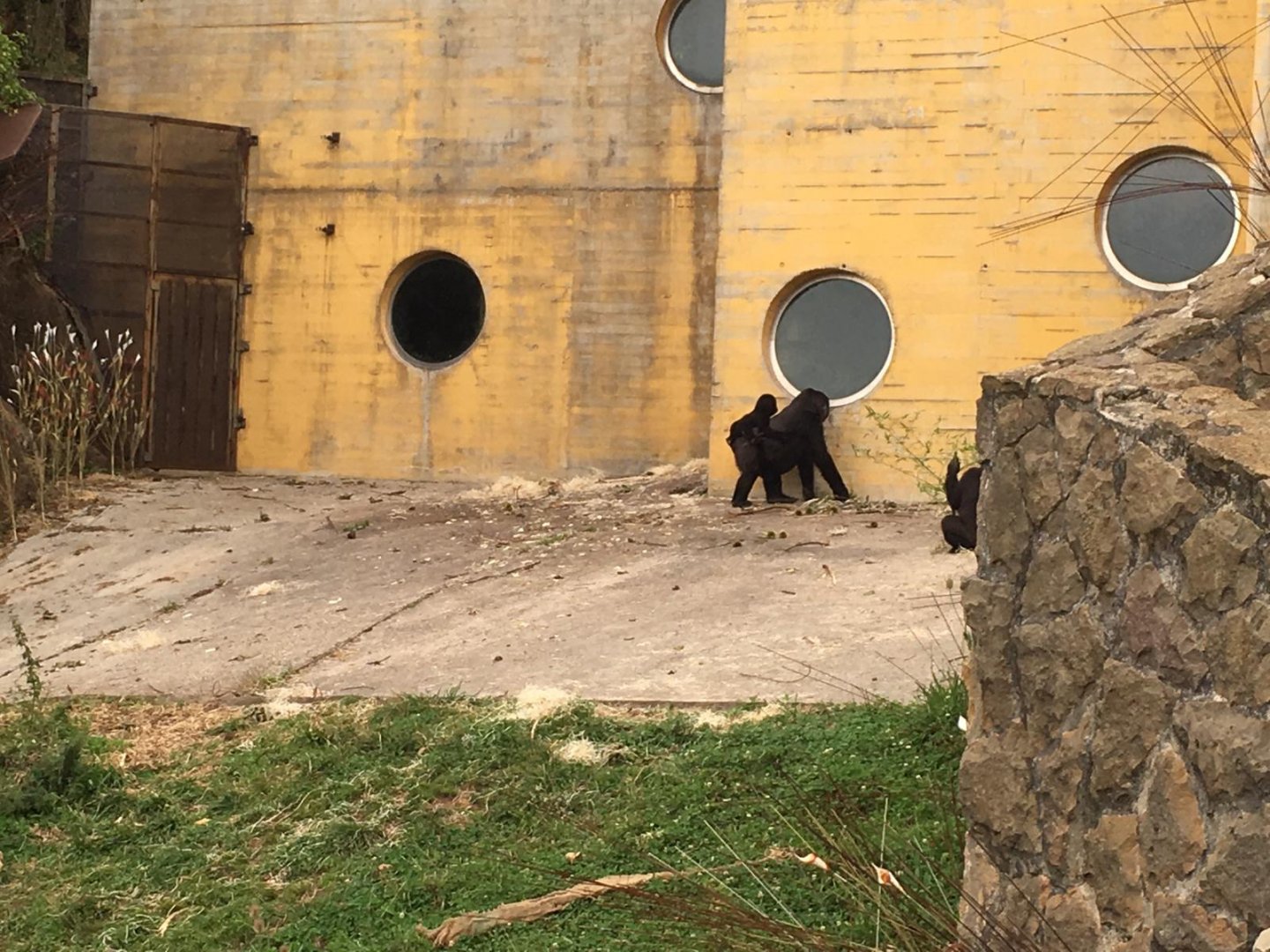 Western lowland gorilla-Cabarceno 2019