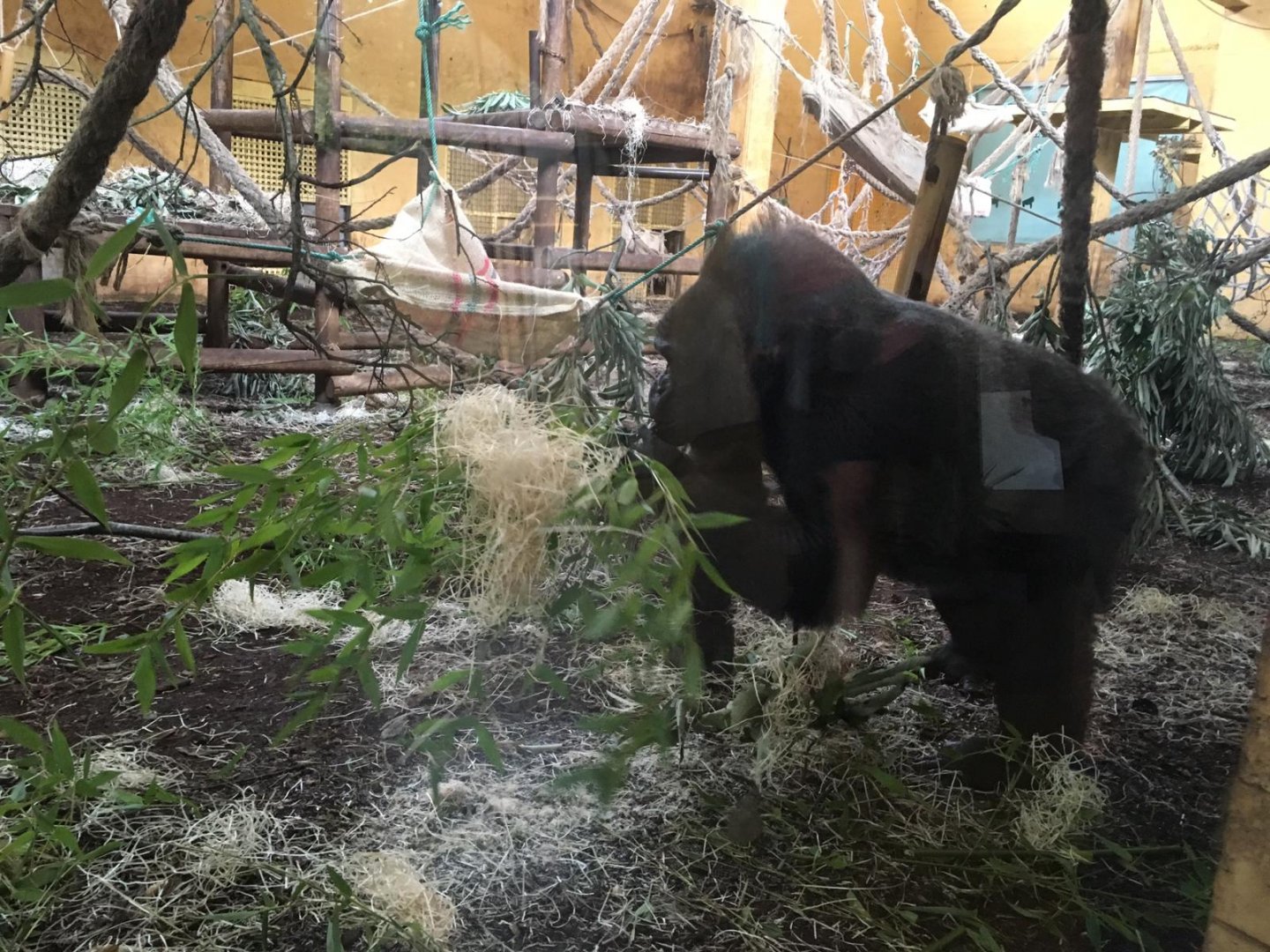 Western lowland gorilla-Cabarceno 2019