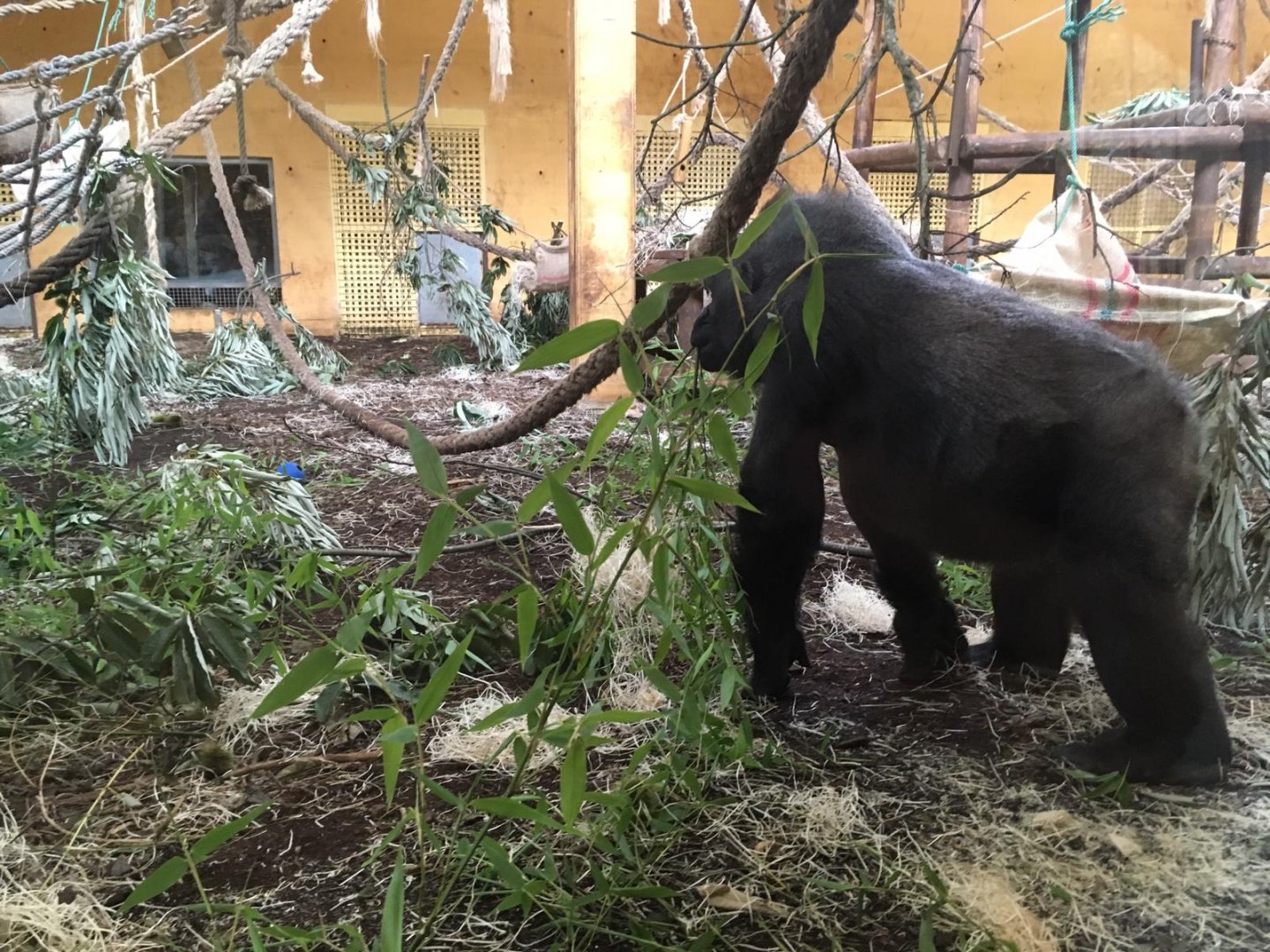 Western lowland gorilla-Cabarceno 2019