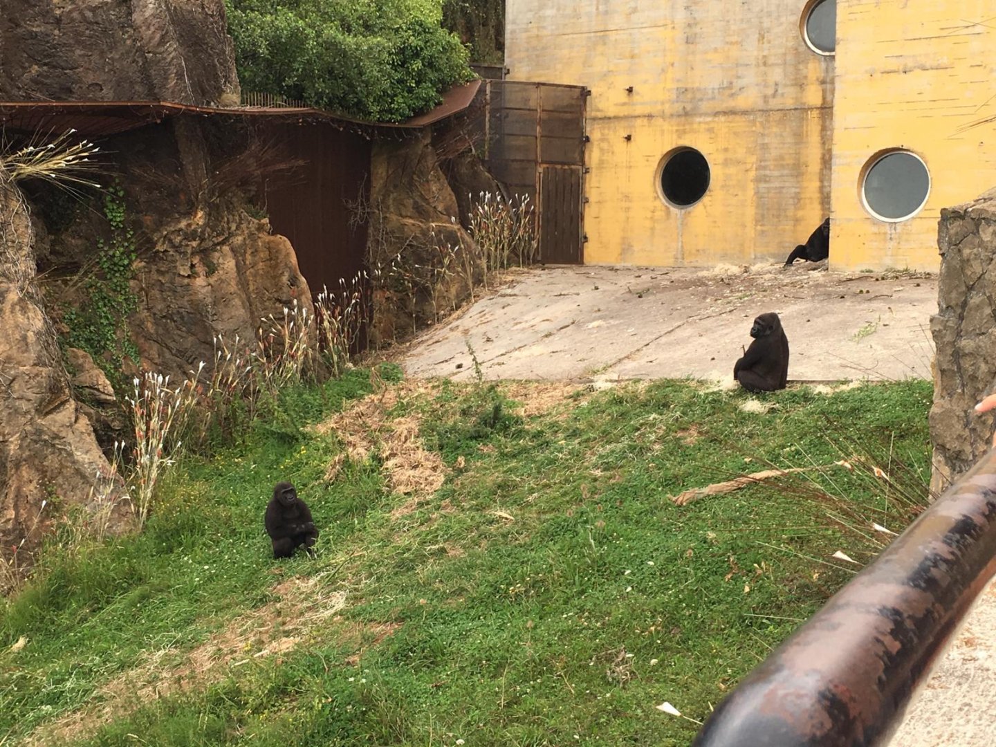 Western lowland gorilla-Cabarceno 2019