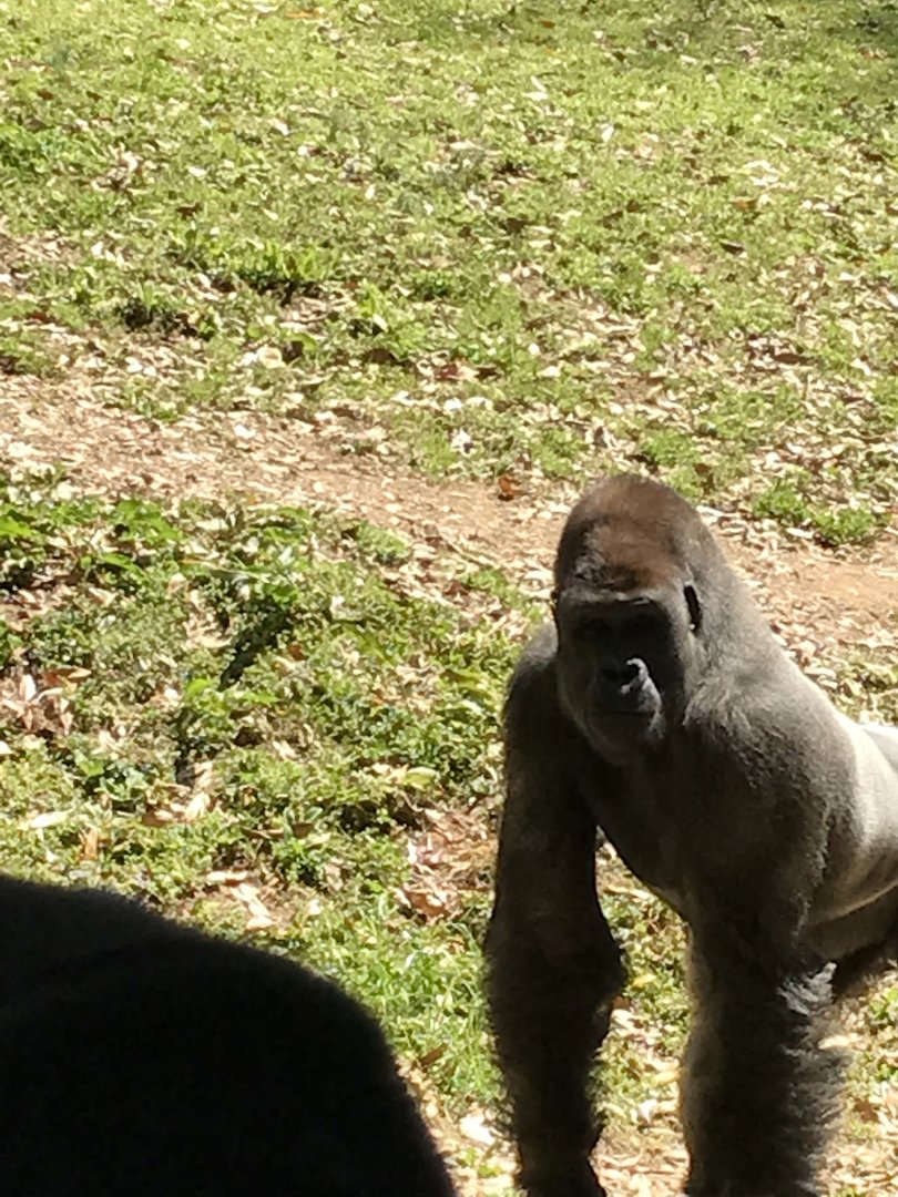 Western lowland gorilla: Charlie